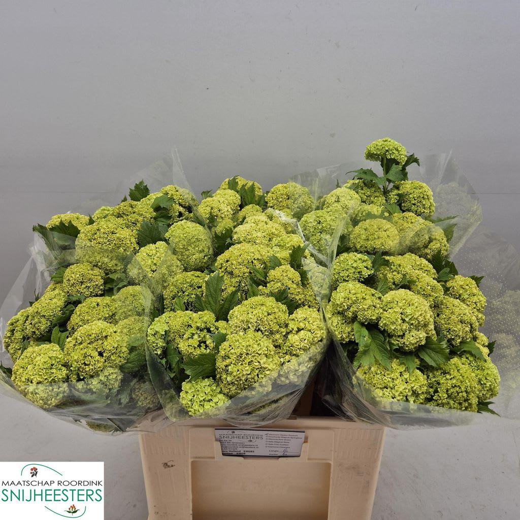 Срезанные цветы оптом Viburnum roseum от 60шт из Голландии с доставкой по России