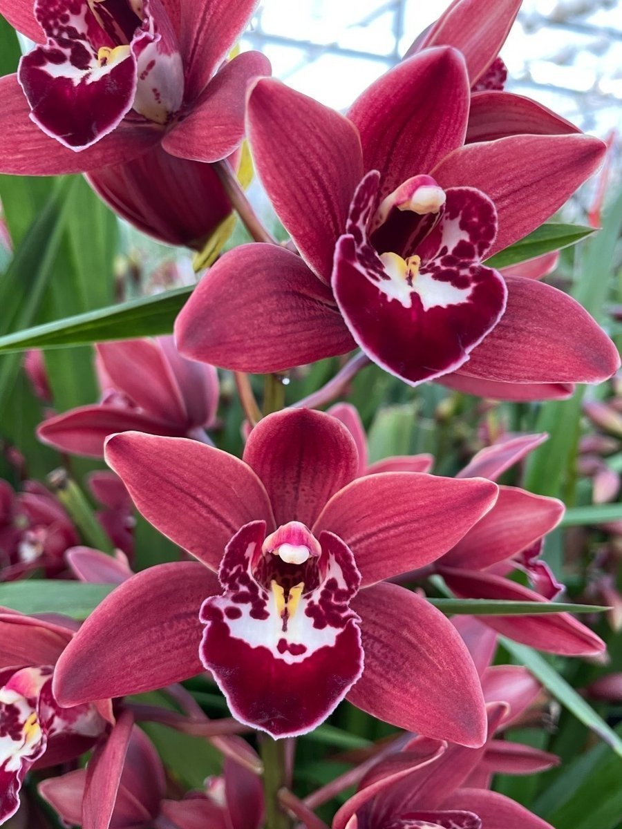 Срезанные цветы оптом Minicymbidium red georgina от 15шт из Голландии с доставкой по России