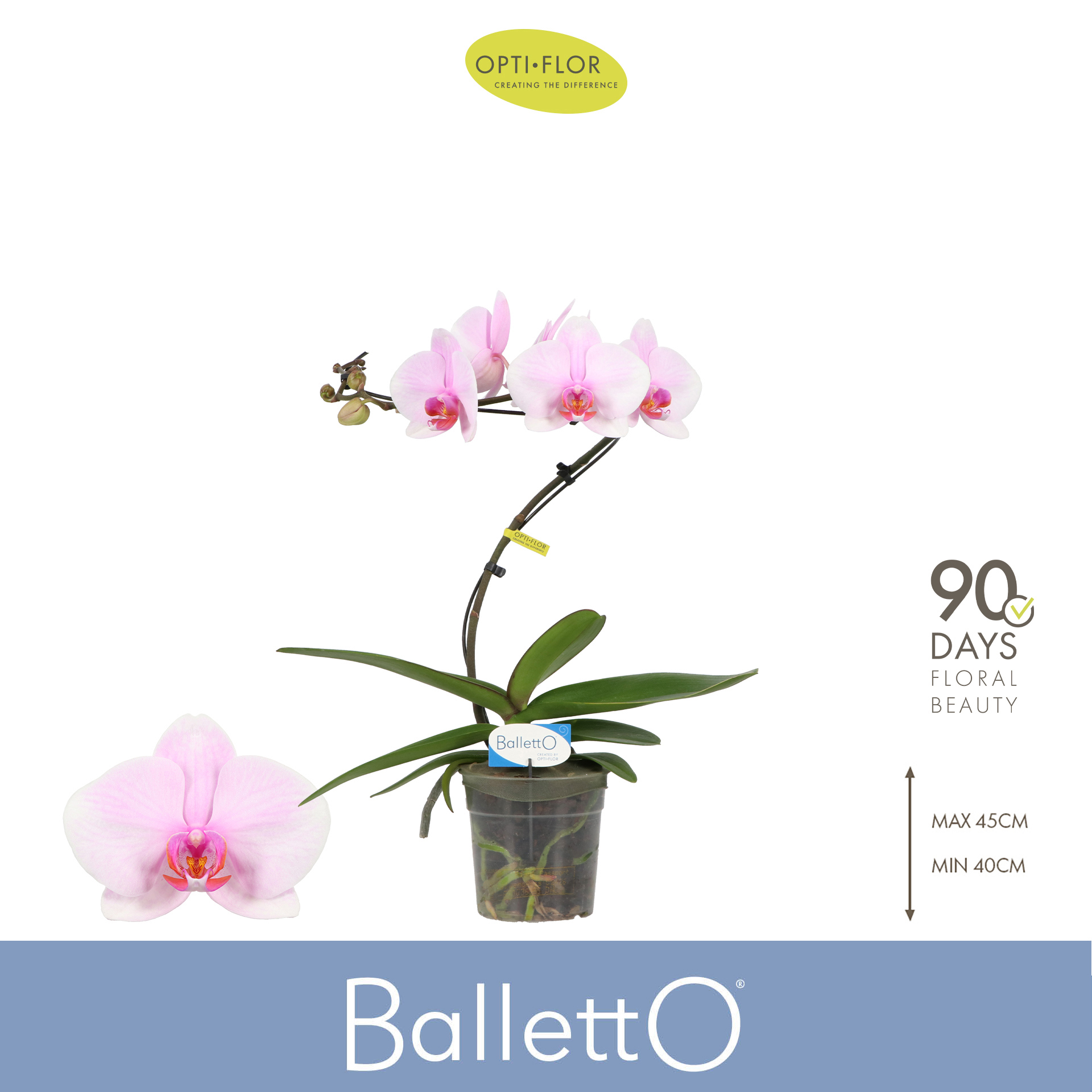 Горшечные цветы и растения оптом Phal 1st Balletto Curl (opti) от 3шт из Голландии с доставкой по России
