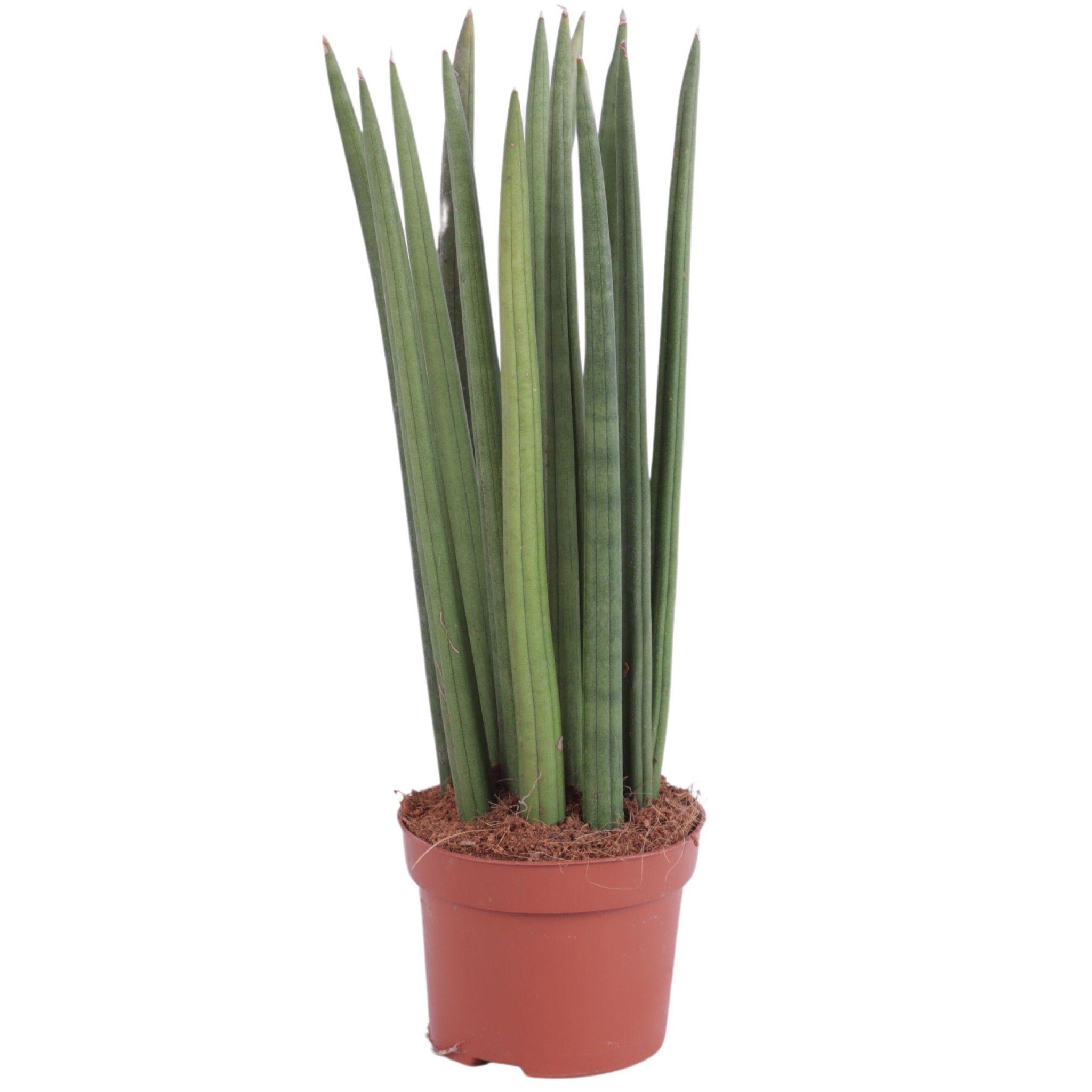 Горшечные цветы и растения оптом Sansevieria Cylindrica Straight 14 Leaf Ø10,5cm от 12шт из Голландии с доставкой по России
