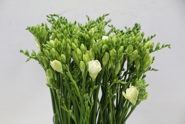 Срезанные цветы оптом Freesia do versailles от 100шт из Голландии с доставкой по России