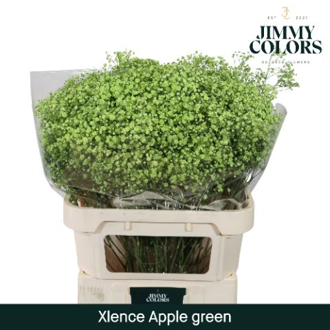 Срезанные цветы оптом Gyps large paint applegreen от 50шт из Голландии с доставкой по России