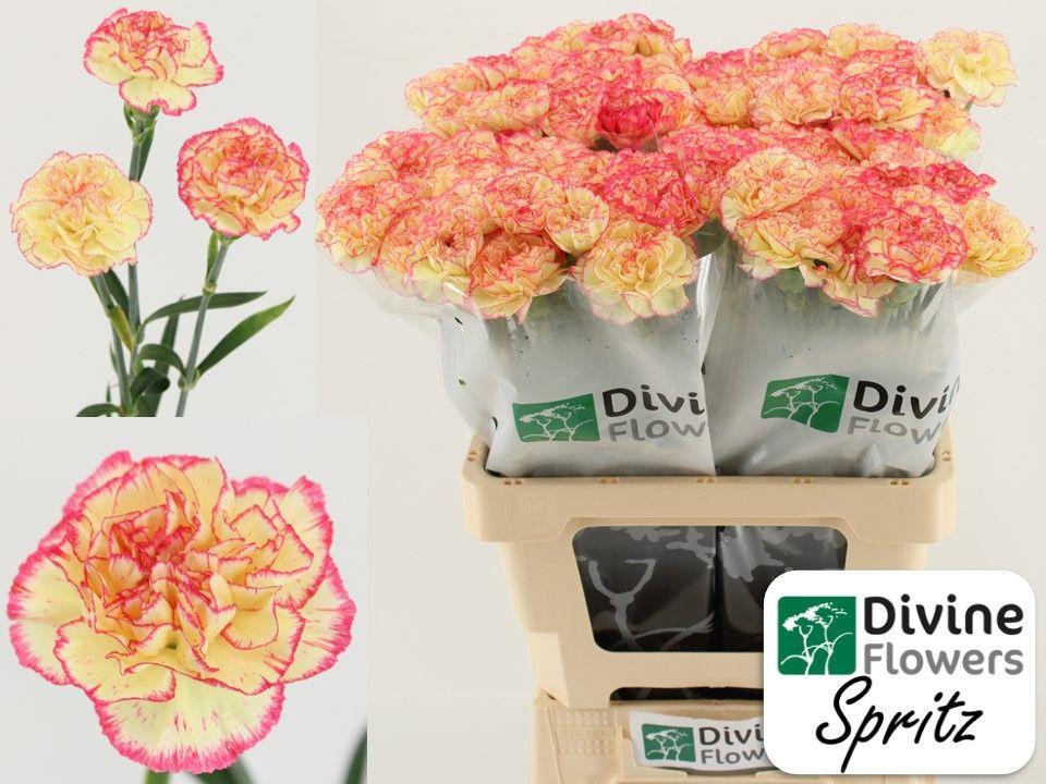 Срезанные цветы оптом Dianthus st spritz от 80шт из Голландии с доставкой по России