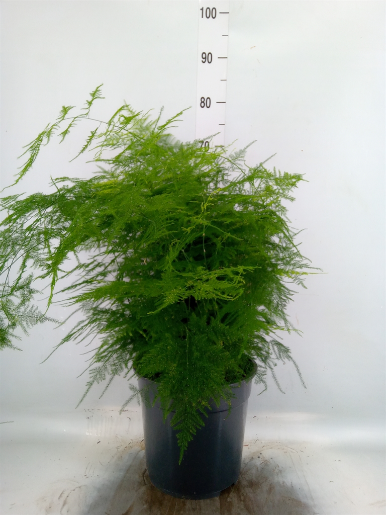 Горшечные цветы и растения оптом Asparagus Setaceus от 1шт из Голландии с доставкой по России