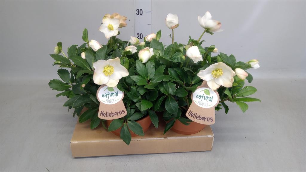 Горшечные цветы и растения оптом Helleborus Niger diva от 4шт из Голландии с доставкой по России