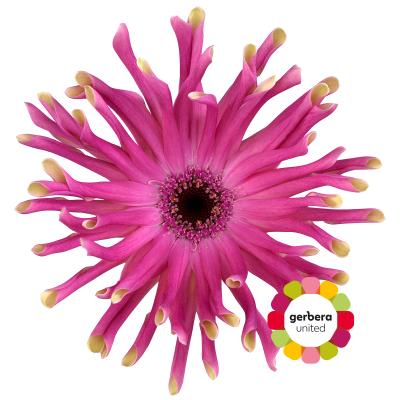 Срезанные цветы оптом Germini diamond pastini vittoria от 30шт из Голландии с доставкой по России