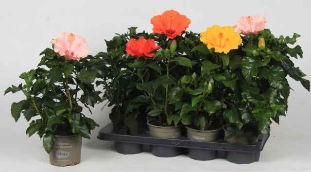Горшечные цветы и растения оптом Hibis Sunny Gem от 8шт из Голландии с доставкой по России
