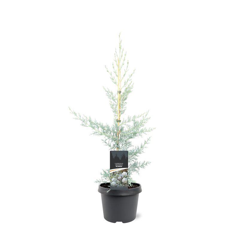 Горшечные цветы и растения оптом Cupressus Arizonica Glauca от 1шт из Голландии с доставкой по России