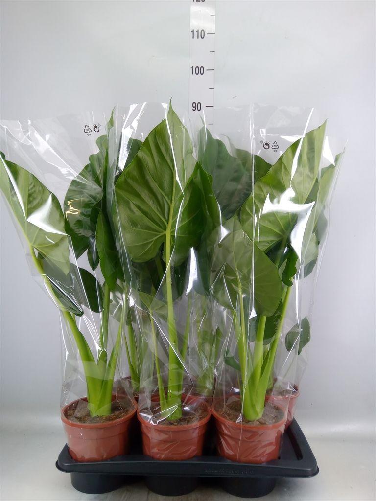 Горшечные цветы и растения оптом Alocasia Macrorrhizos от 6шт (для телеги) из Голландии с доставкой по России