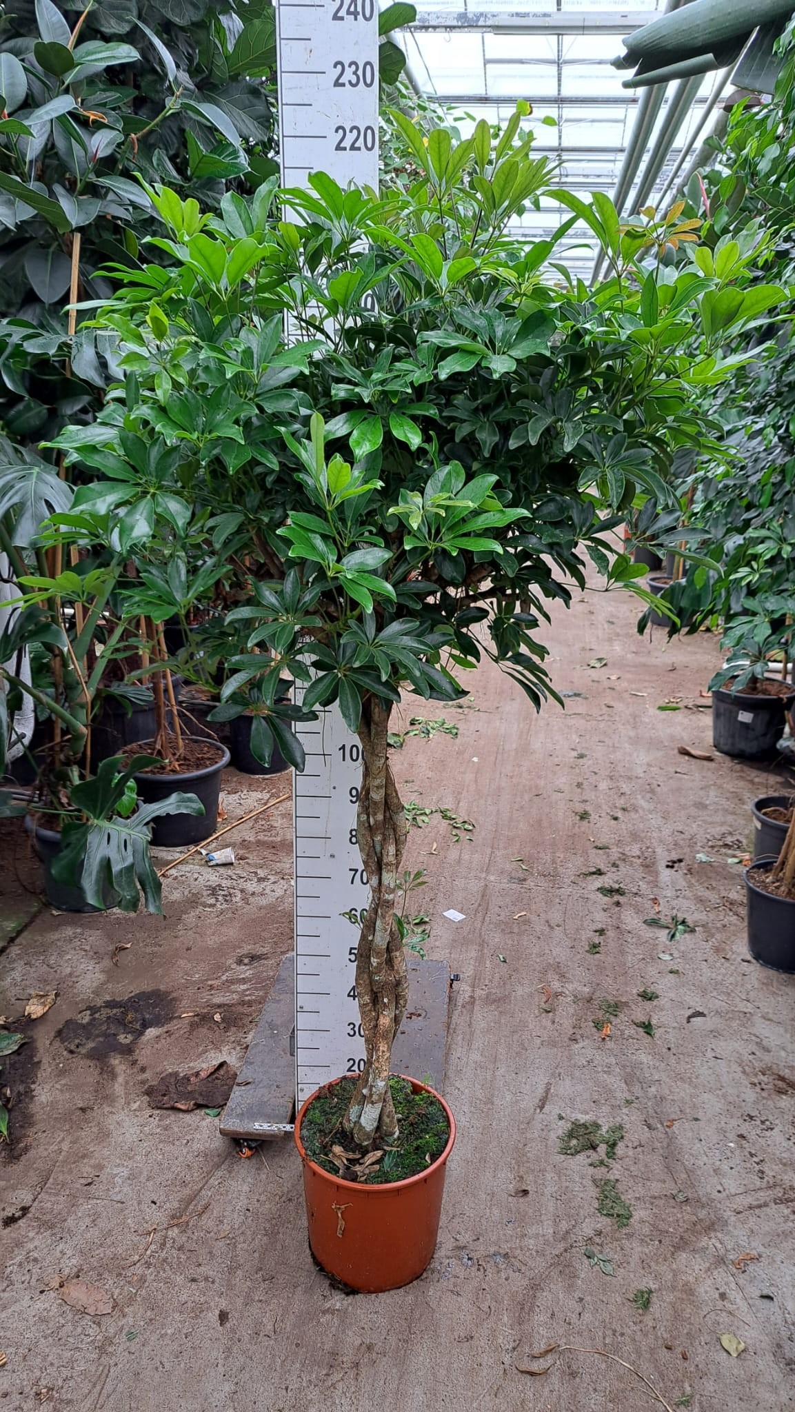 Горшечные цветы и растения оптом Schefflera Compacta Braided от 1шт из Голландии с доставкой по России