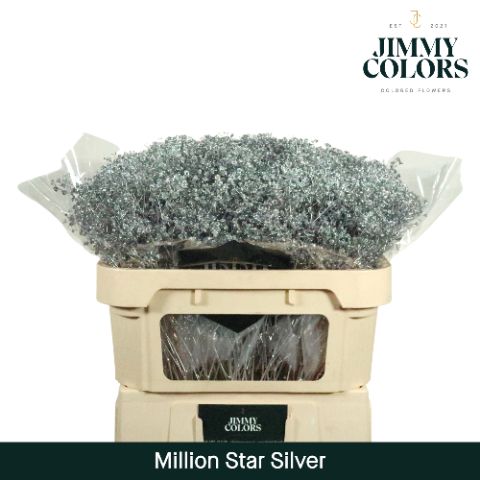 Срезанные цветы оптом Gyps fine paint silver от 75шт. из Голландии с доставкой по России