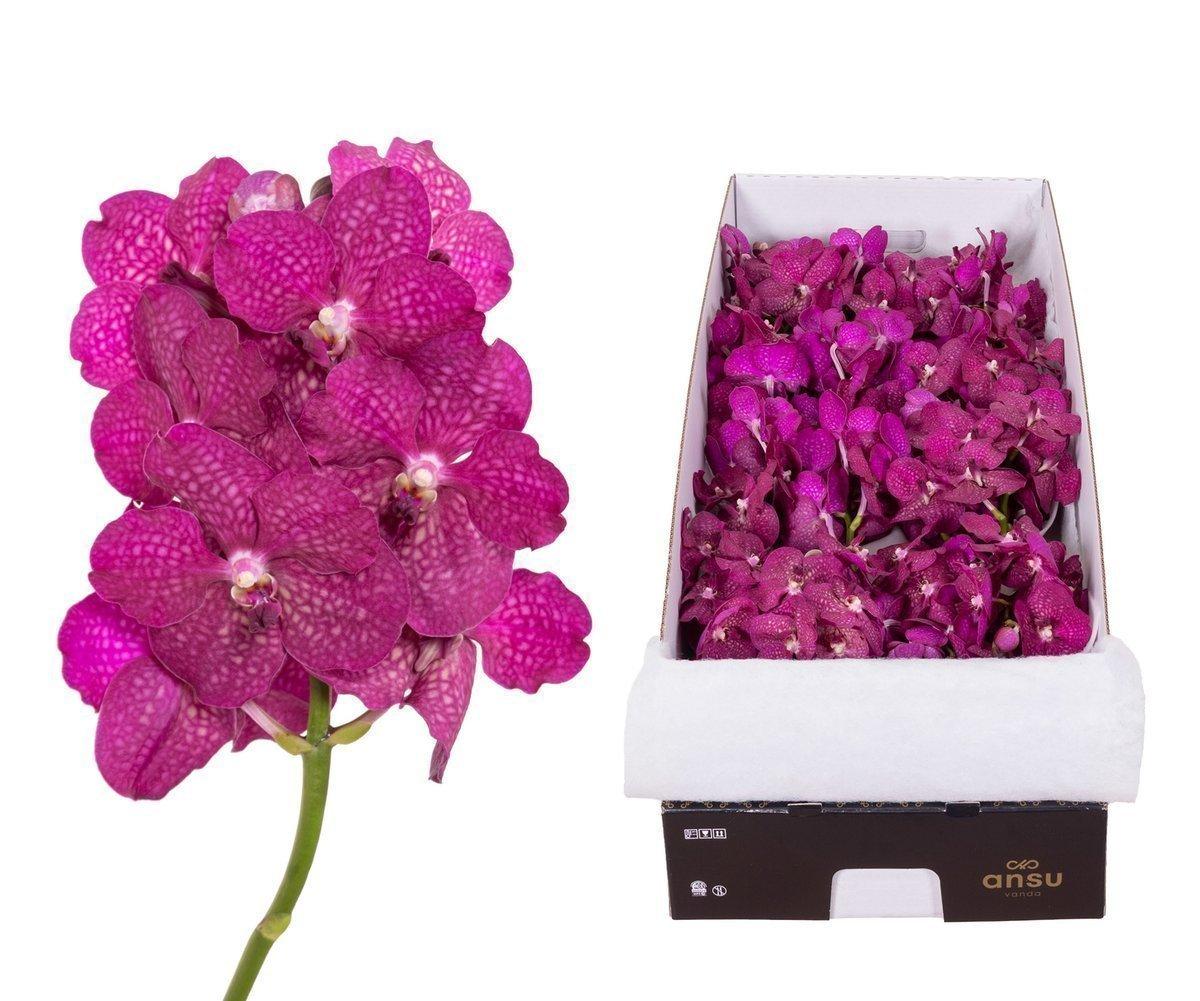 Срезанные цветы оптом Vanda fuchsia magic A от 10шт из Голландии с доставкой по России