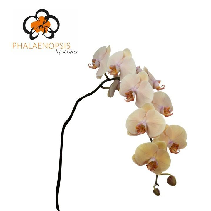 Срезанные цветы оптом Phalaenopsis royal peach (per stem) от 10шт из Голландии с доставкой по России