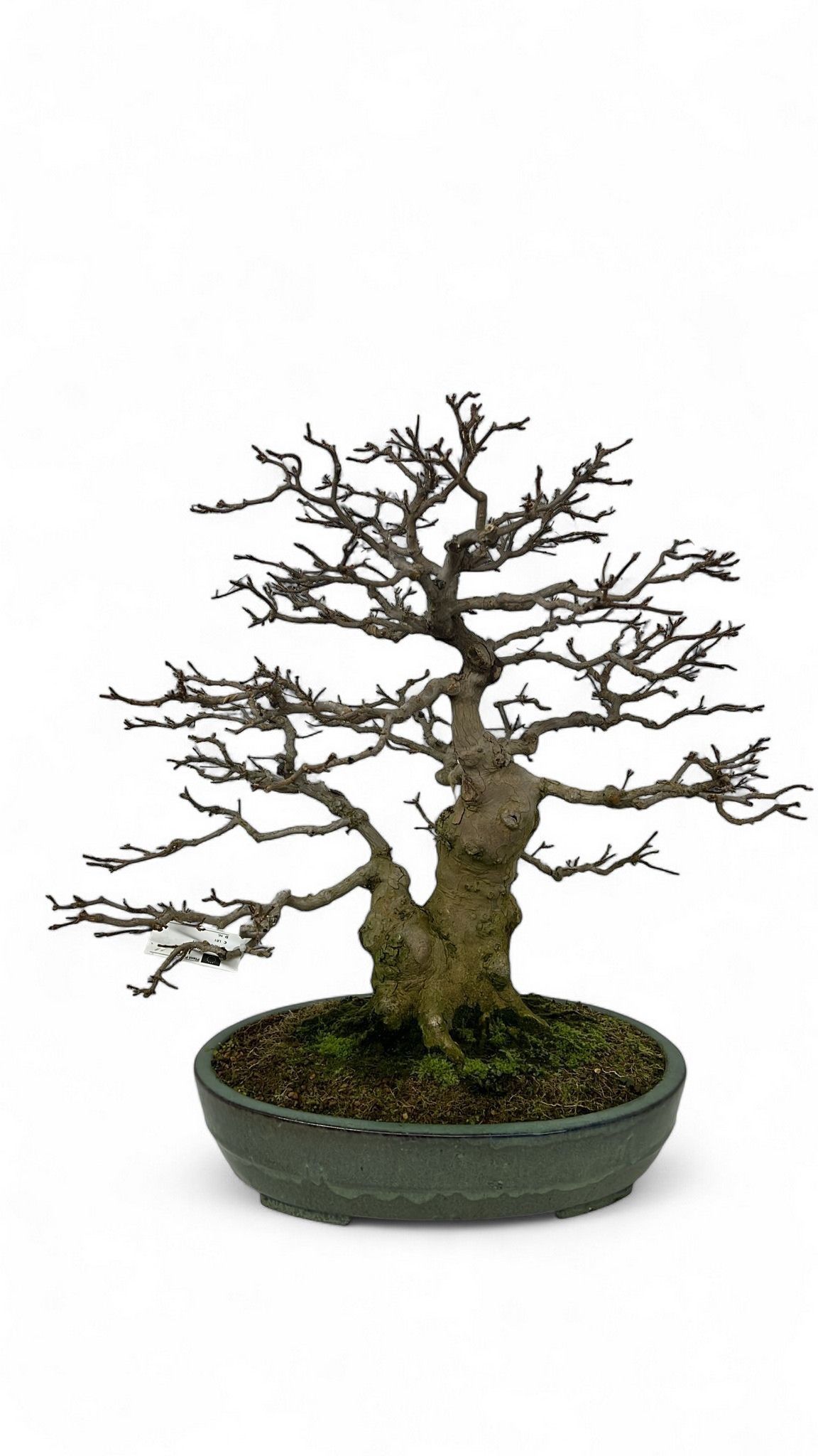 Горшечные цветы и растения оптом Acer Buergerianum, Pot 46cm. Height 65cm. (single от 1шт из Голландии с доставкой по России