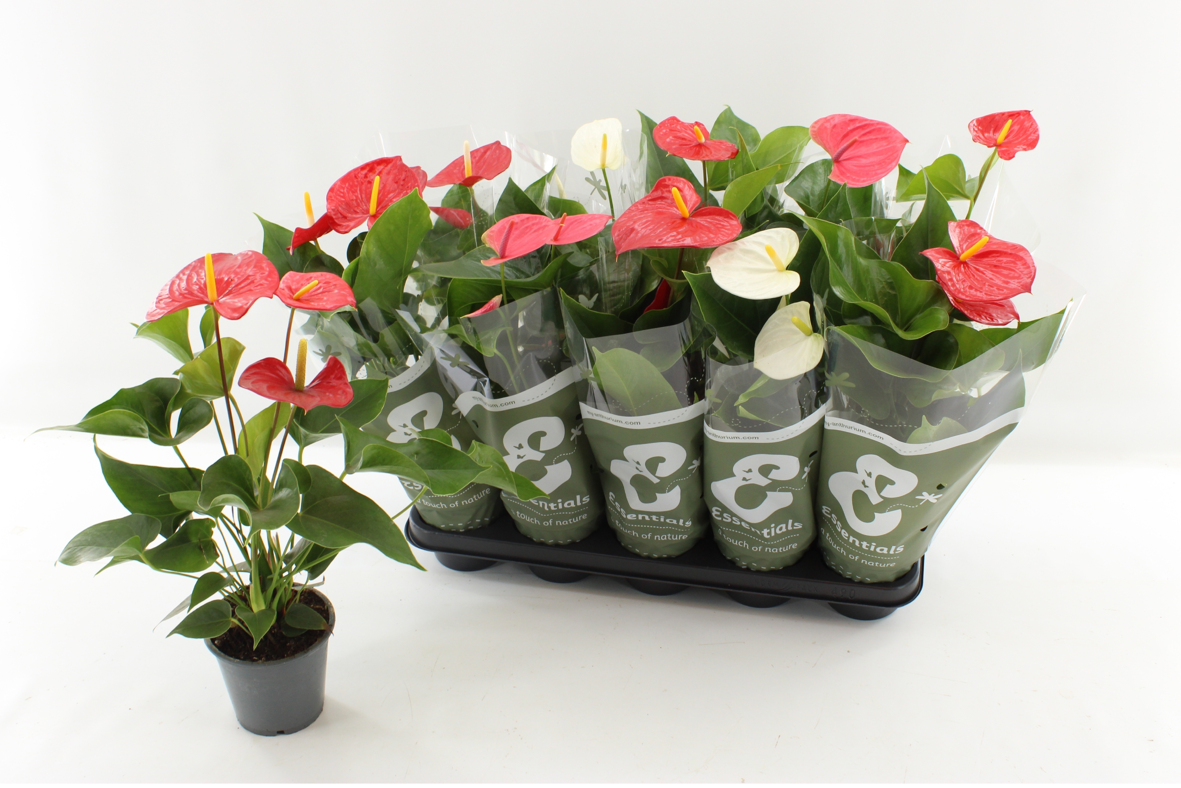 Горшечные цветы и растения оптом Anthu An Gem 3 Kl от 10шт из Голландии с доставкой по России