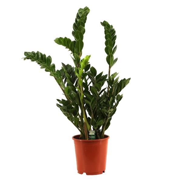 Горшечные цветы и растения оптом Zamioculcas 6+ от 1шт из Голландии с доставкой по России