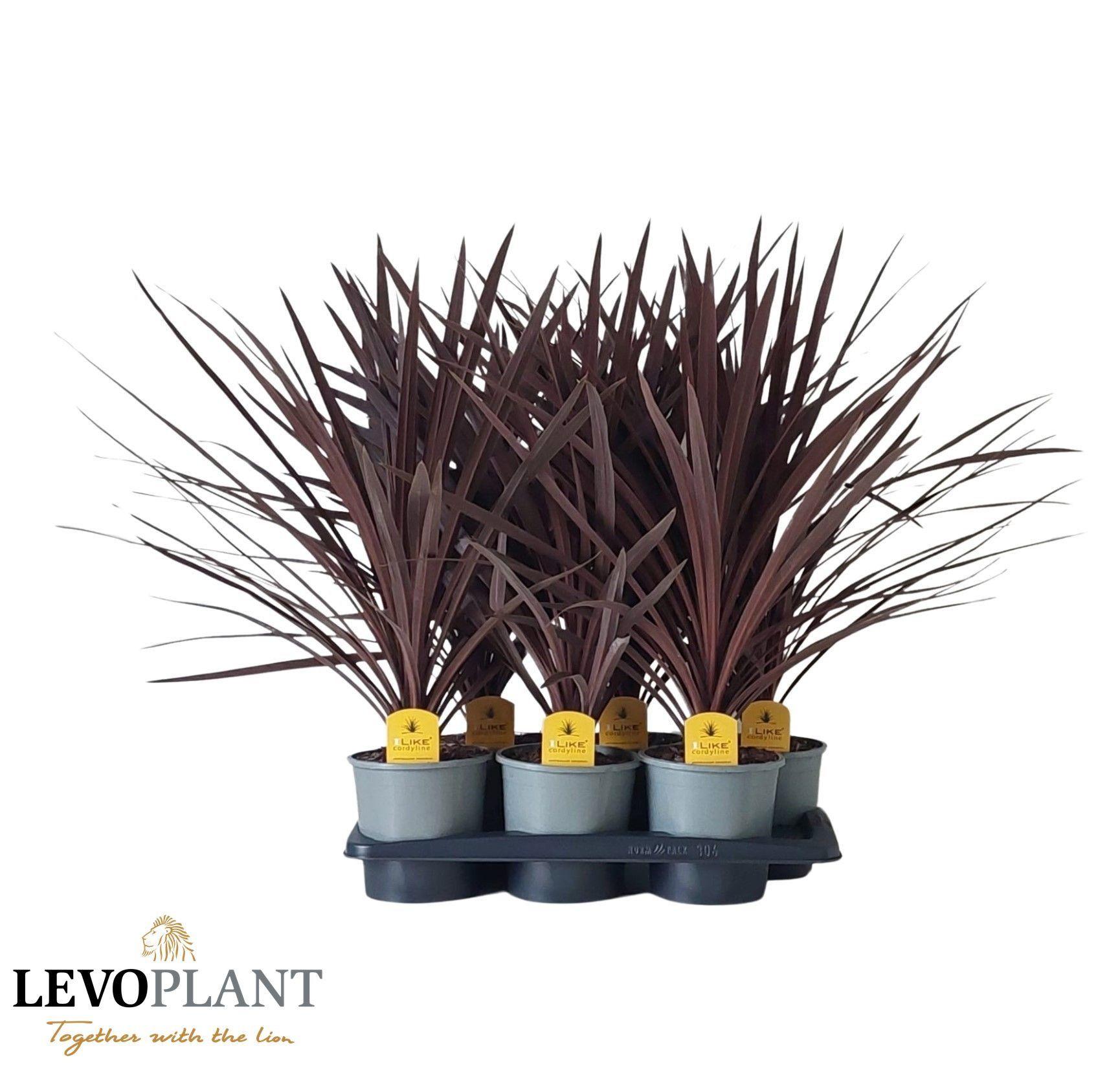 Горшечные цветы и растения оптом Cord Aus Red Star от 6шт из Голландии с доставкой по России