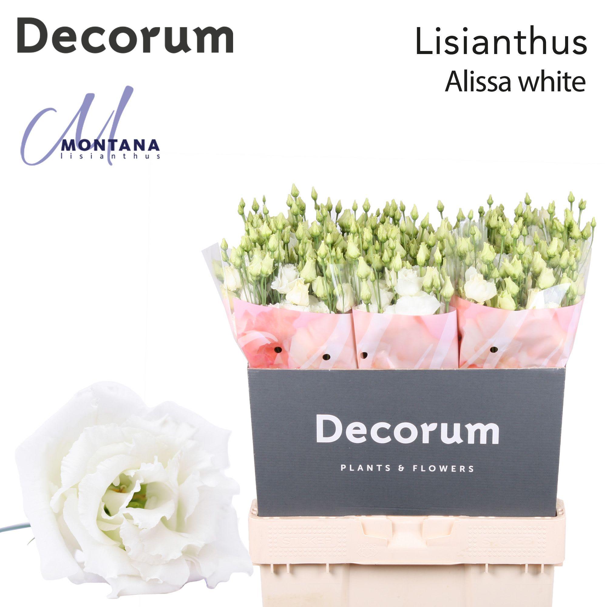 Срезанные цветы оптом Lisianthus do alissa white от 60шт из Голландии с доставкой по России