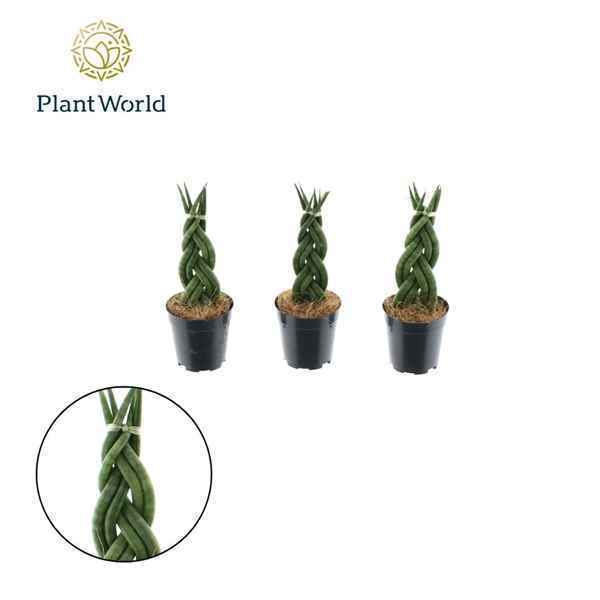 Горшечные цветы и растения оптом Sansevieria Cylindrica Twist от 20шт из Голландии с доставкой по России