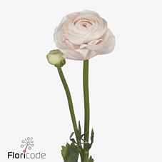 Срезанные цветы оптом Ranunculus success lady от 10шт из Голландии с доставкой по России