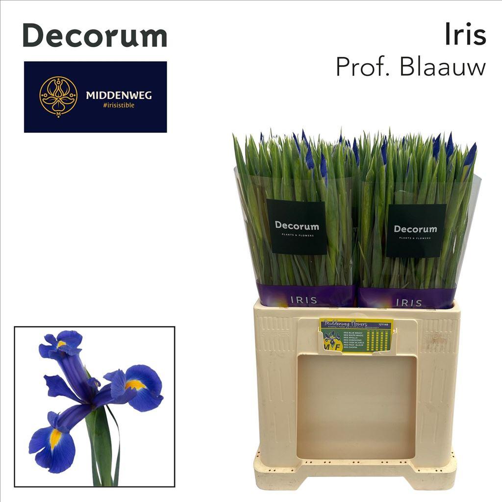 Срезанные цветы оптом Iris prof blaauw от 200шт из Голландии с доставкой по России