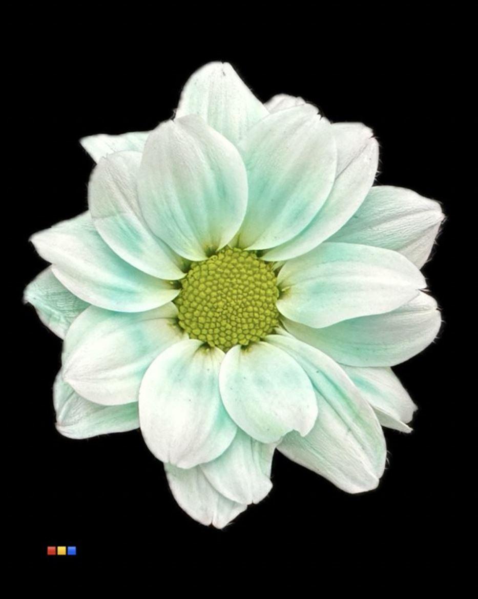 Срезанные цветы оптом Chrys sp paint kennedy pastel mint от 40шт из Голландии с доставкой по России