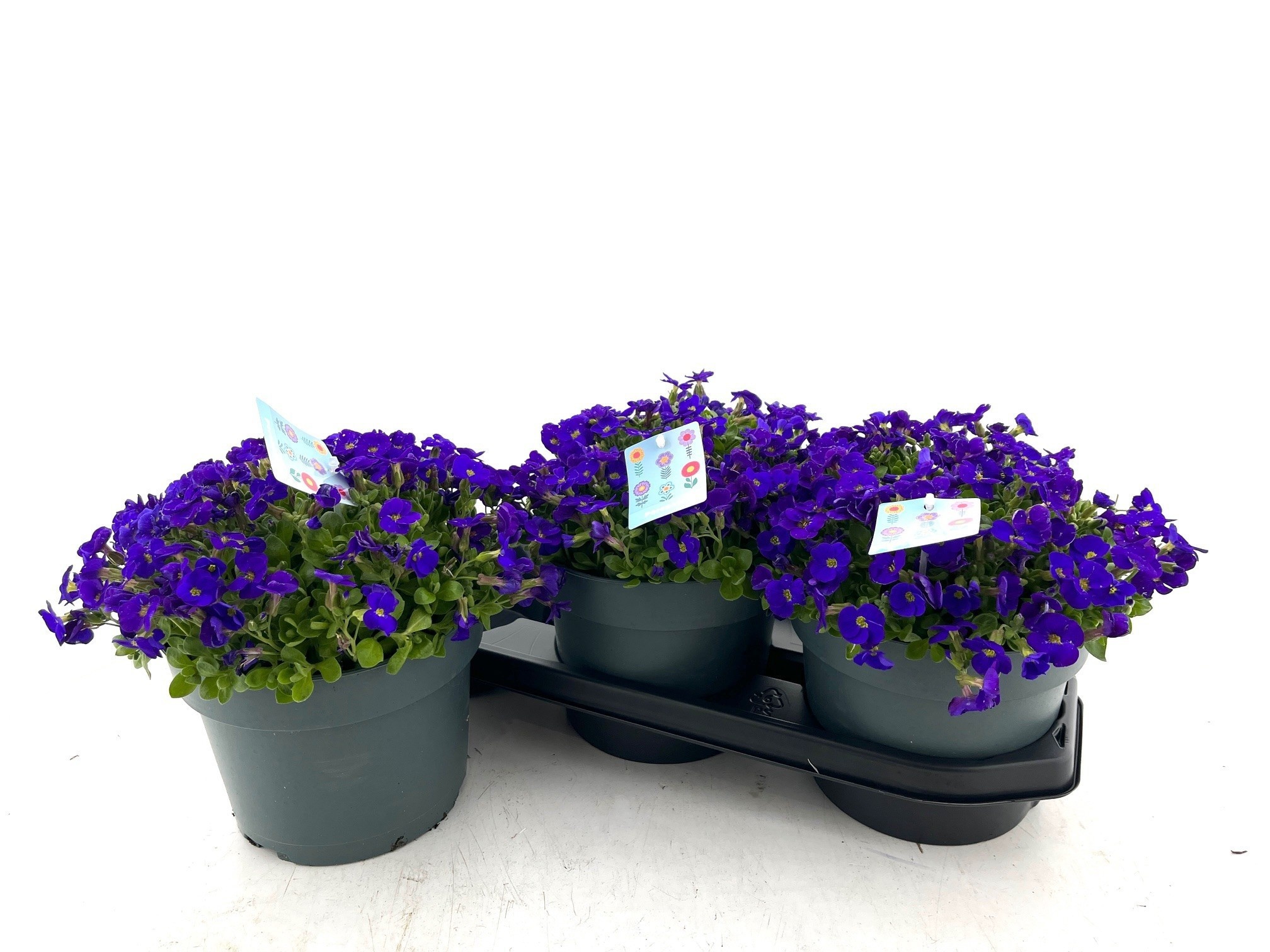 Горшечные цветы и растения оптом Aubr Gracilis от 3шт из Голландии с доставкой по России