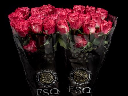 Срезанные цветы оптом Rosa ec enchantment от 40шт из Голландии с доставкой по России