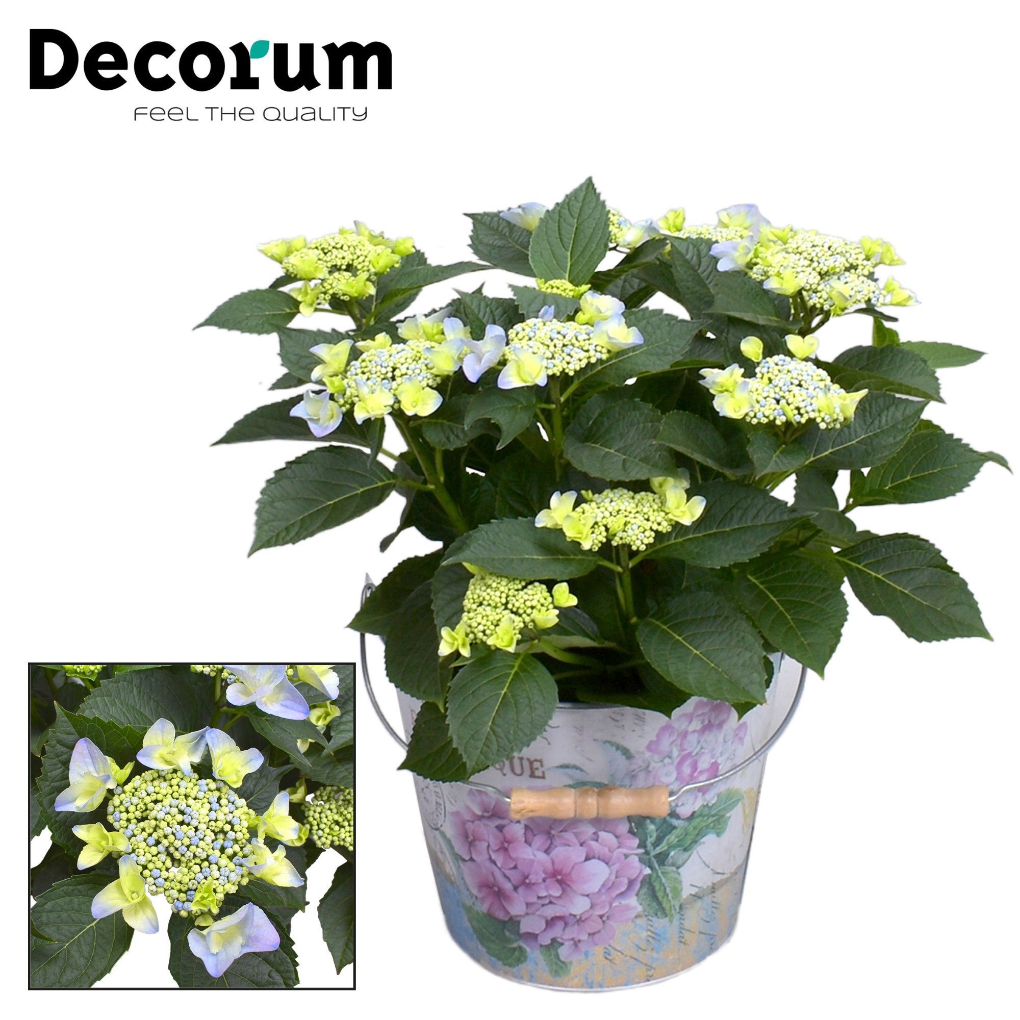 Горшечные цветы и растения оптом Hydrangea Teller Nizza Blue Bucket (decorum) от 1шт из Голландии с доставкой по России
