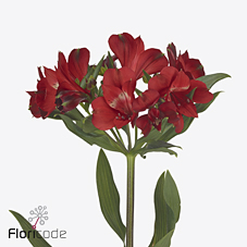 Срезанные цветы оптом Alstroemeria rockstar от 50шт из Голландии с доставкой по России
