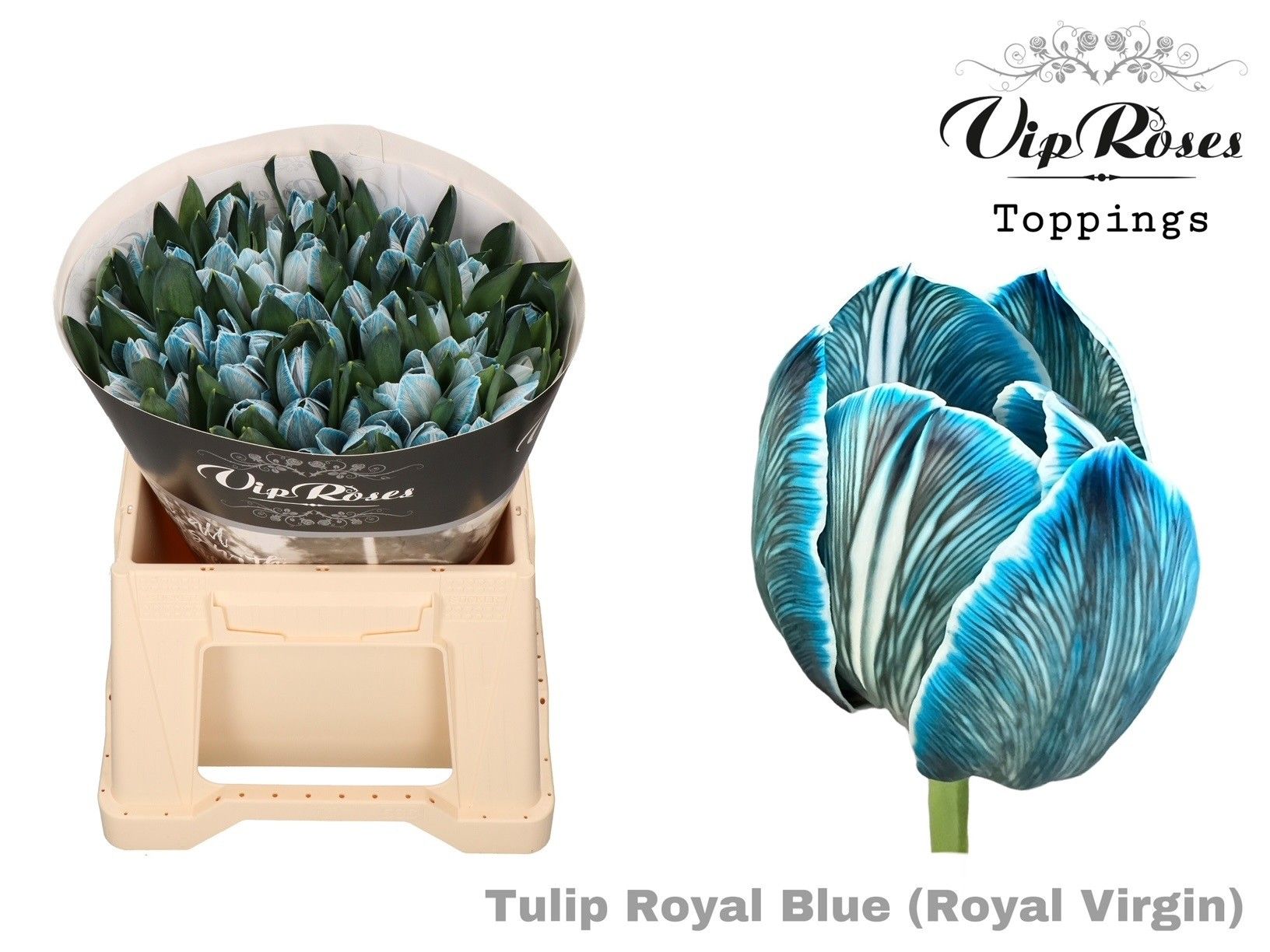 Срезанные цветы оптом Tulipa si paint royal blue от 50шт из Голландии с доставкой по России