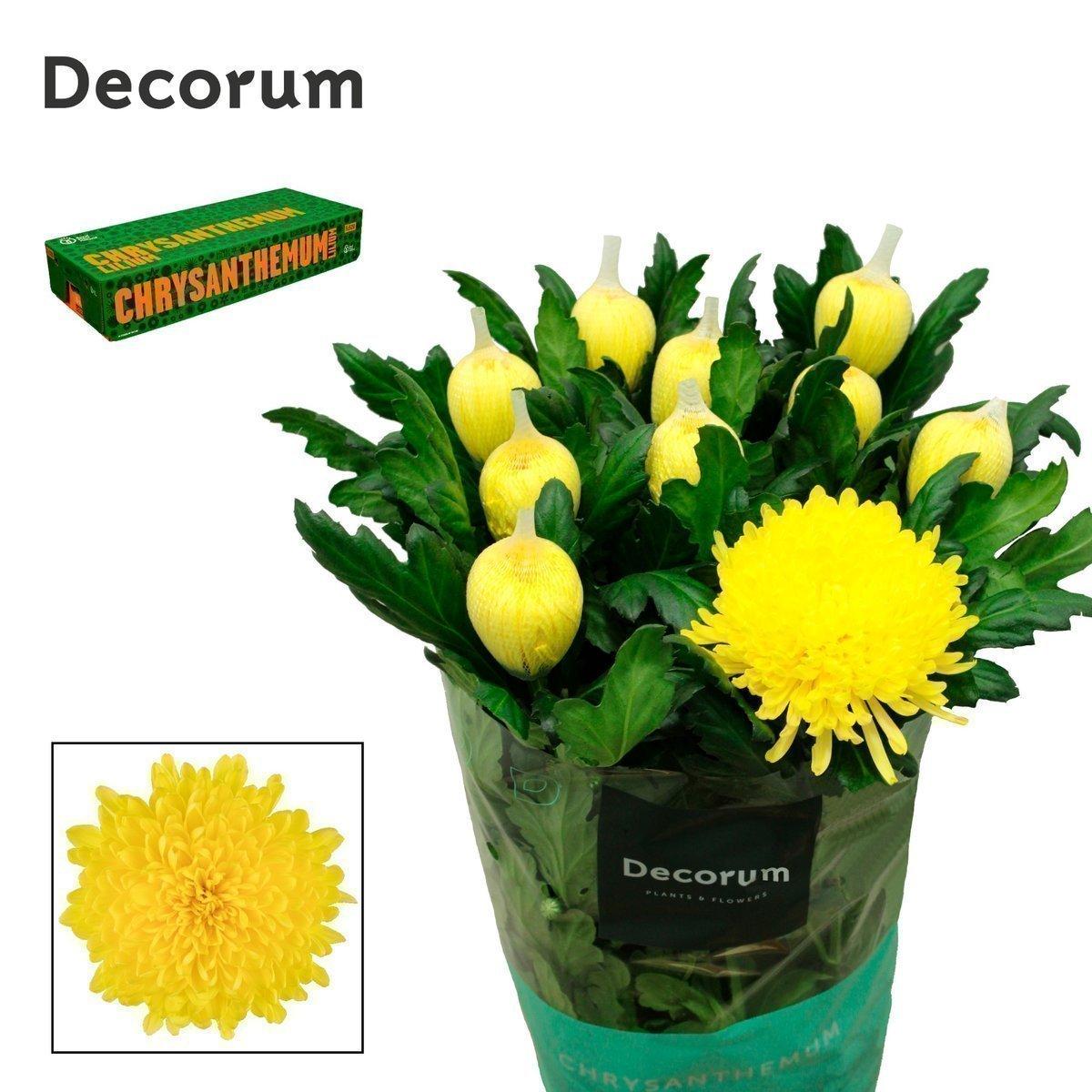 Срезанные цветы оптом Chrys bl maracuja от 60шт из Голландии с доставкой по России