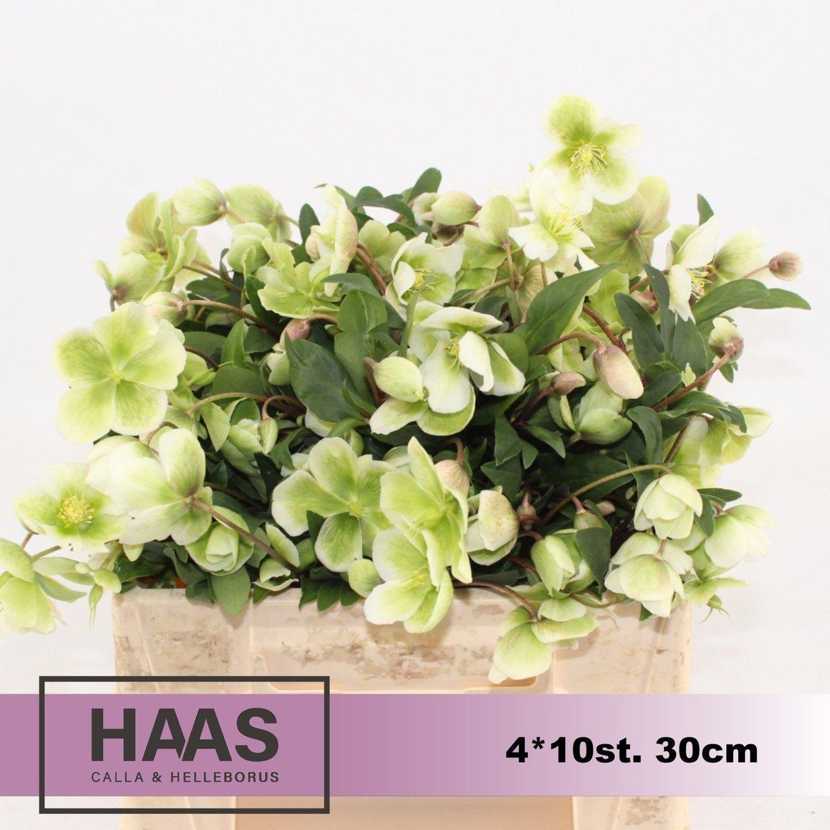 Срезанные цветы оптом Helleborus magnificent bells от 40шт из Голландии с доставкой по России