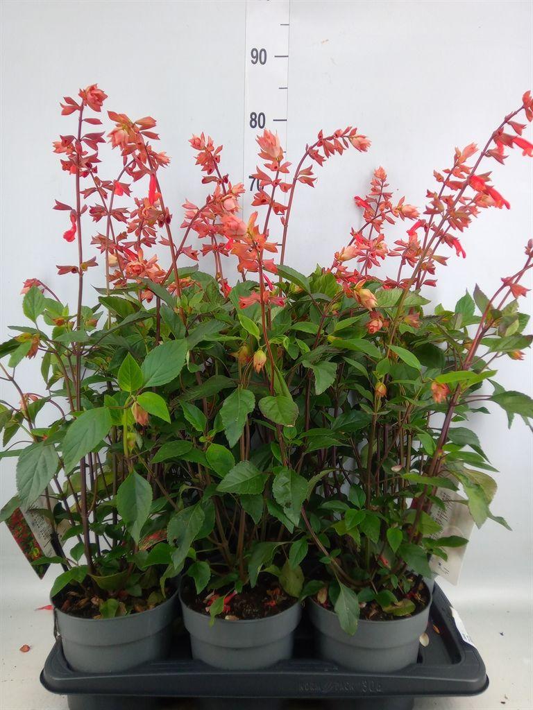Горшечные цветы и растения оптом Salvia   ... от 6шт из Голландии с доставкой по России