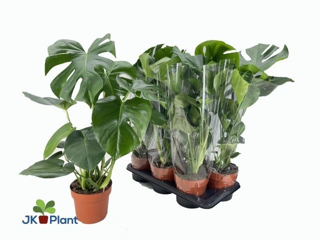 Горшечные цветы и растения оптом Monstera Deliciosa от 6шт из Голландии с доставкой по России