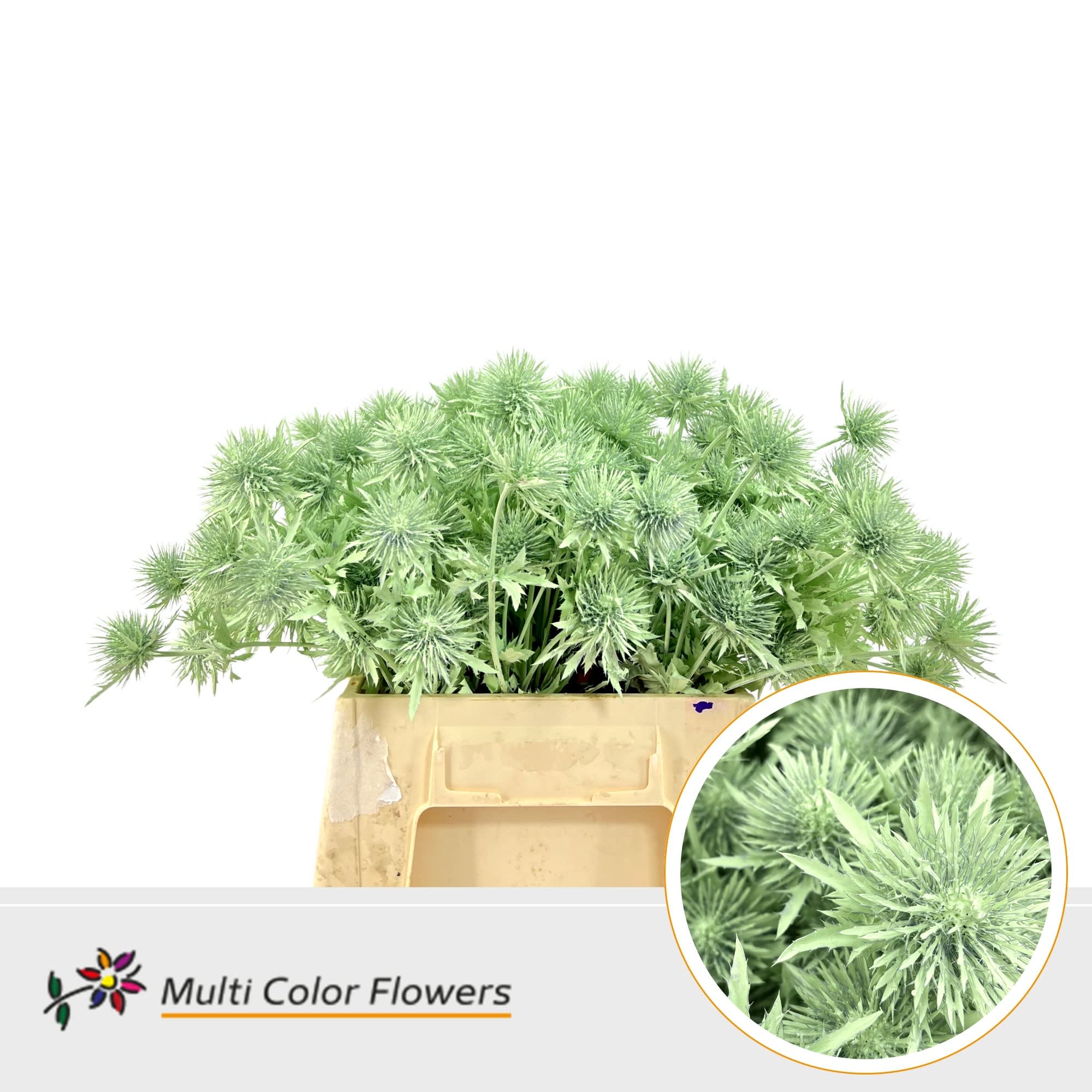 Срезанные цветы оптом Eryngium paint mint от 60шт из Голландии с доставкой по России