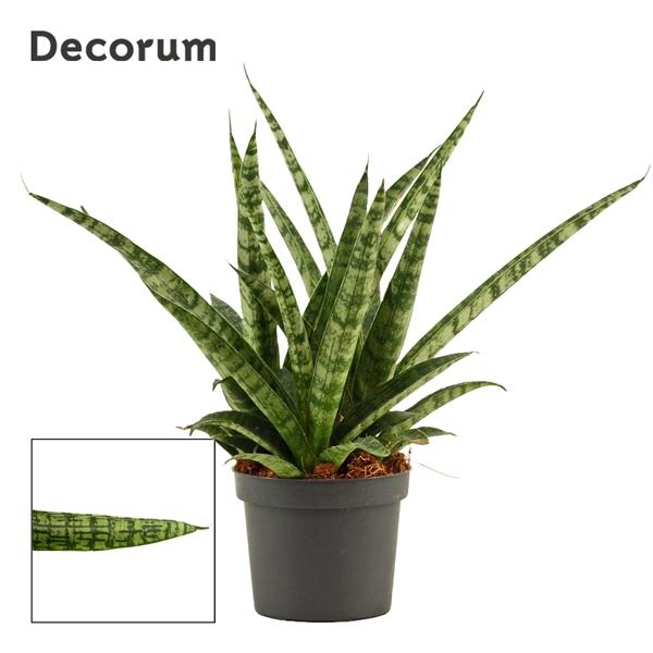Горшечные цветы и растения оптом Sansevieria Silver Steel Decorum) от 18шт (для телеги) из Голландии с доставкой по России