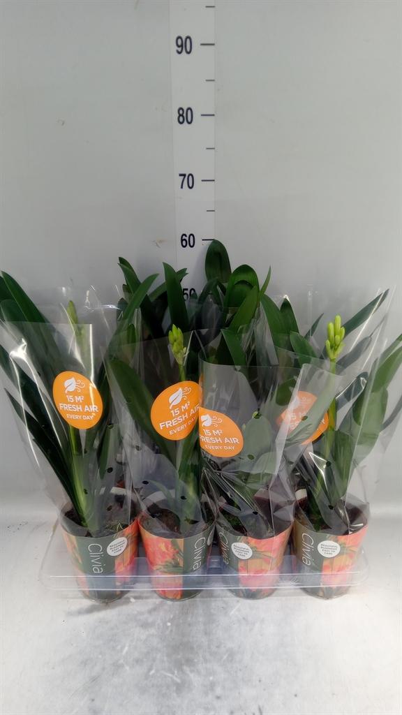 Горшечные цветы и растения оптом Clivia Miniata от 8шт из Голландии с доставкой по России