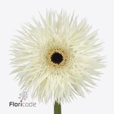 Срезанные цветы оптом Gerbera phantom от 50шт из Голландии с доставкой по России