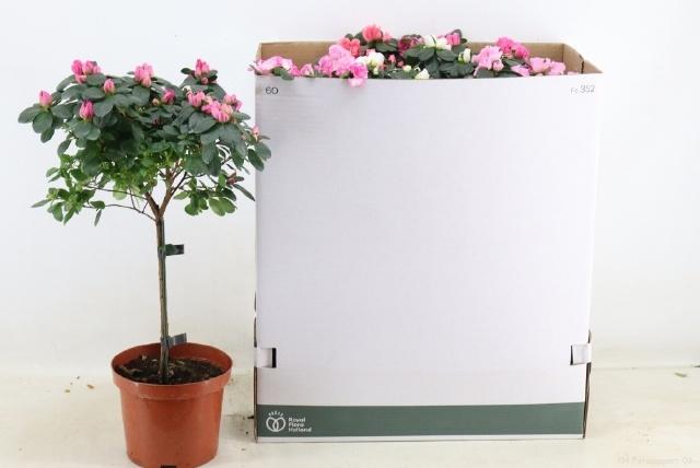 Горшечные цветы и растения оптом Rhodo Ov от 4шт из Голландии с доставкой по России