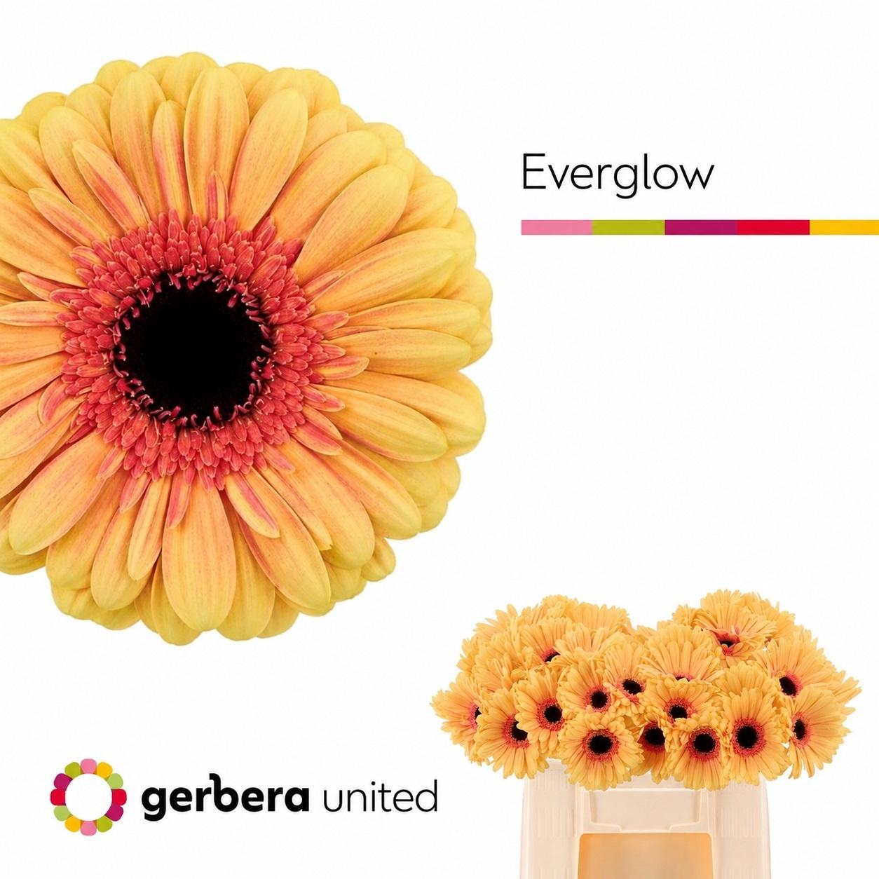 Срезанные цветы оптом Gerbera everglow от 40шт из Голландии с доставкой по России