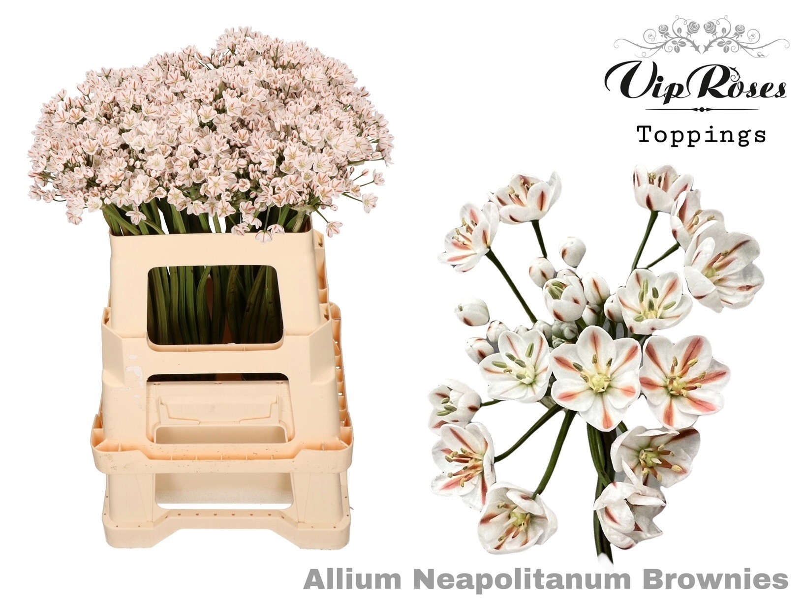 Срезанные цветы оптом Allium paint neopolitanum brownies от 60шт из Голландии с доставкой по России