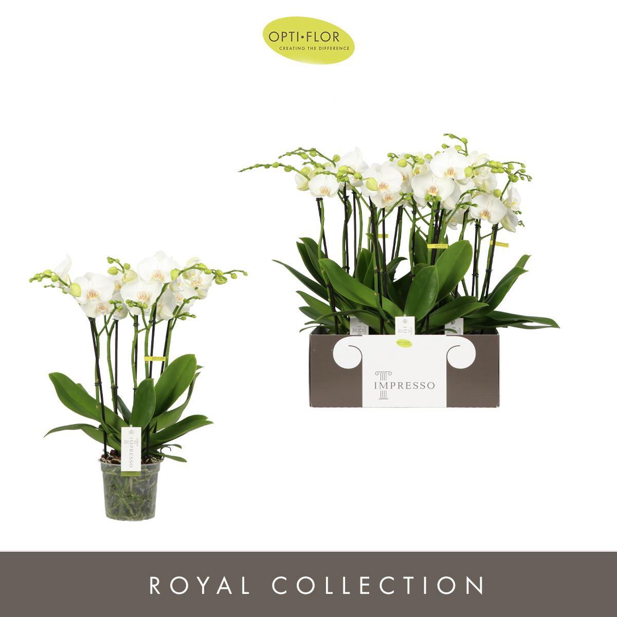 Горшечные цветы и растения оптом Phalaenopsis ...white от 3шт из Голландии с доставкой по России