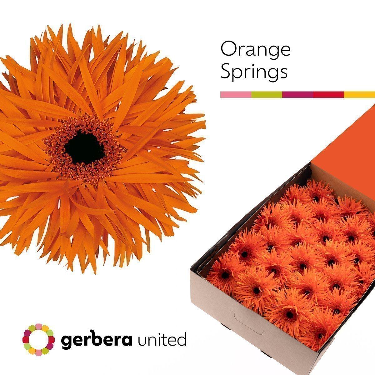 Срезанные цветы оптом Gerbera orange springs от 25шт из Голландии с доставкой по России