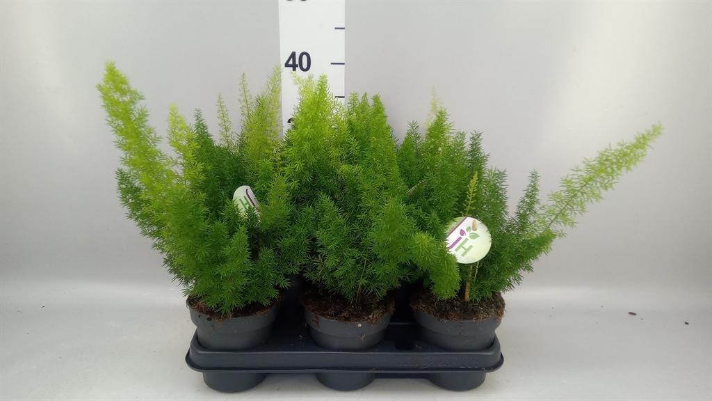 Горшечные цветы и растения оптом Asparagus Dens. meyers от 8шт из Голландии с доставкой по России
