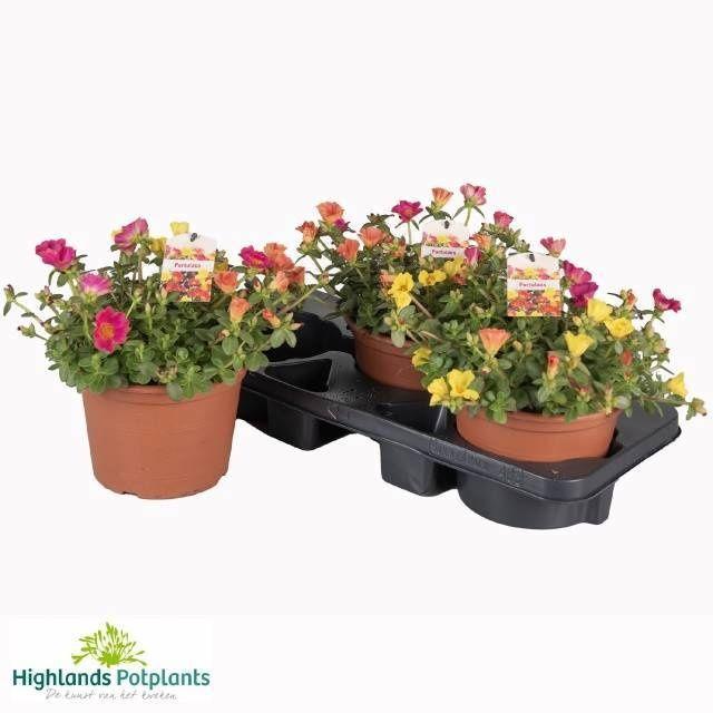 Горшечные цветы и растения оптом Portulaca от 3шт из Голландии с доставкой по России