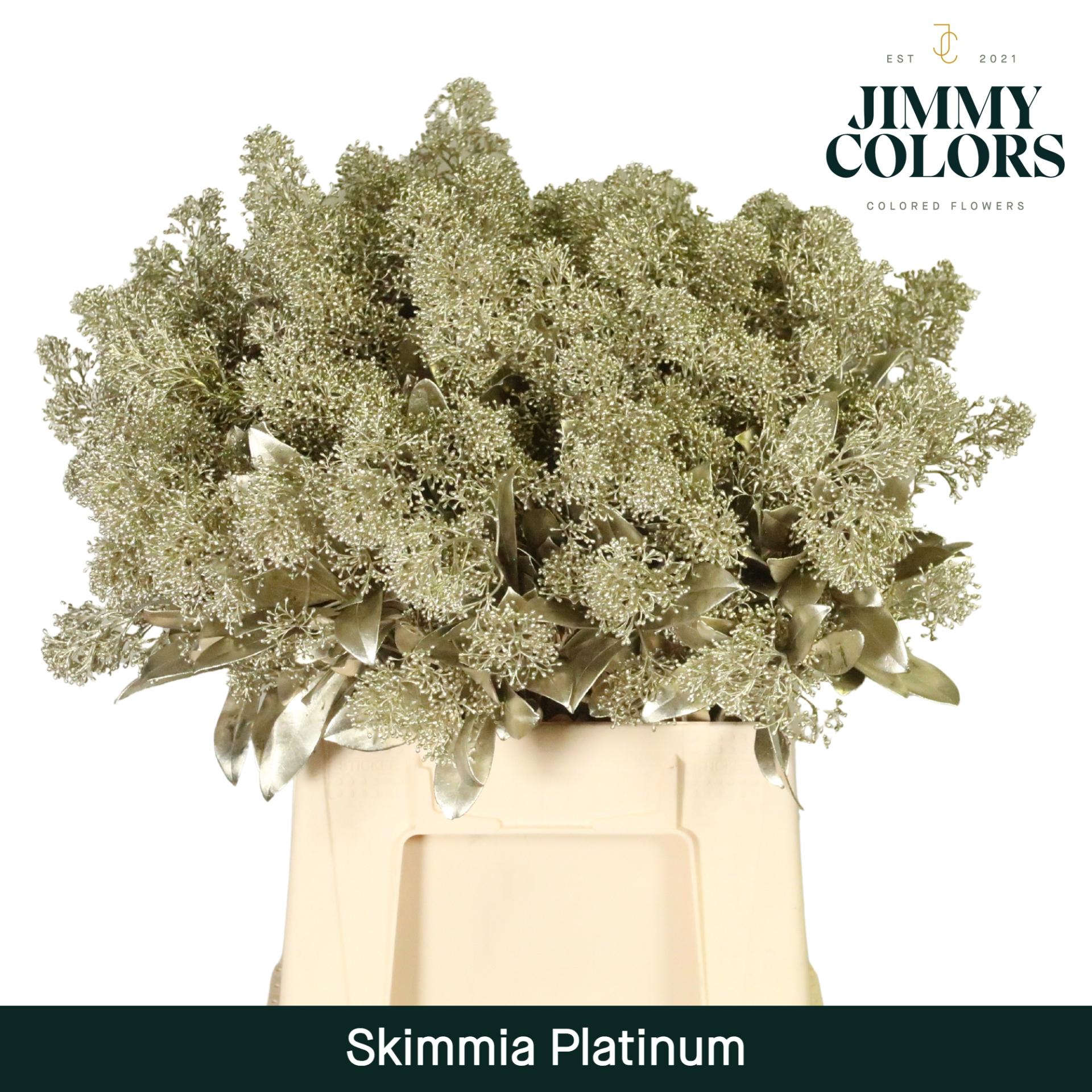 Срезанные цветы оптом Skimmia paint platina + glitter от 10шт из Голландии с доставкой по России