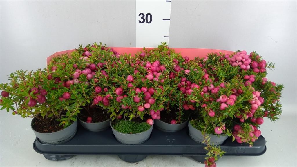 Горшечные цветы и растения оптом Gaultheria Mucronata от 12шт из Голландии с доставкой по России
