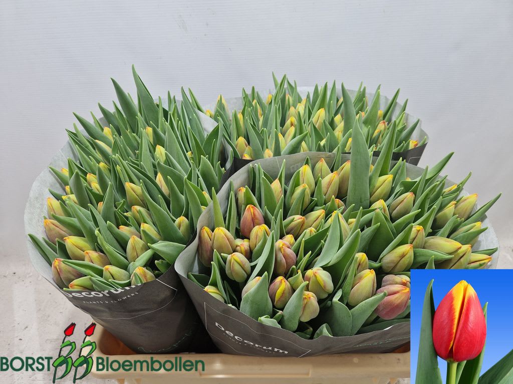 Срезанные цветы оптом Tulipa si rambo от 150шт из Голландии с доставкой по России