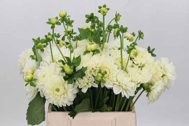 Срезанные цветы оптом Dahlia polar ice от 30шт из Голландии с доставкой по России